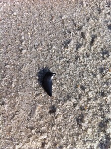 Shark tooth my daughter found. Many people search for these at the Myrtle Beach.